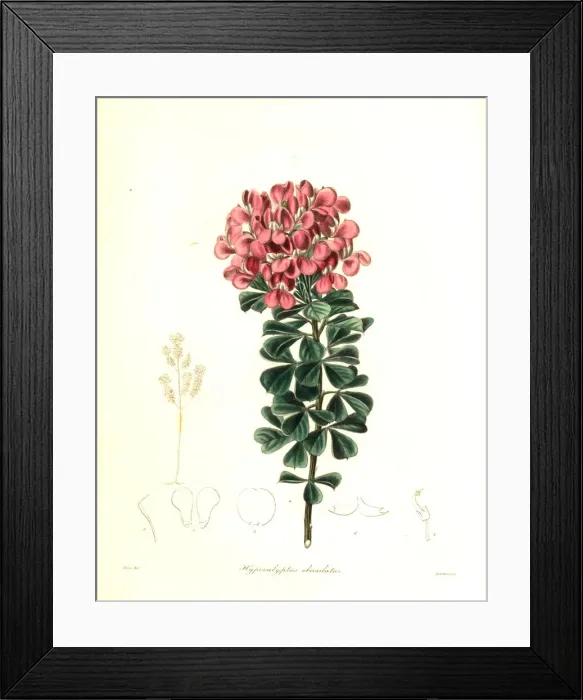 Framed Print : Hypocalyptus sophoroides Framed Print : Hypocalyptus sophoroides