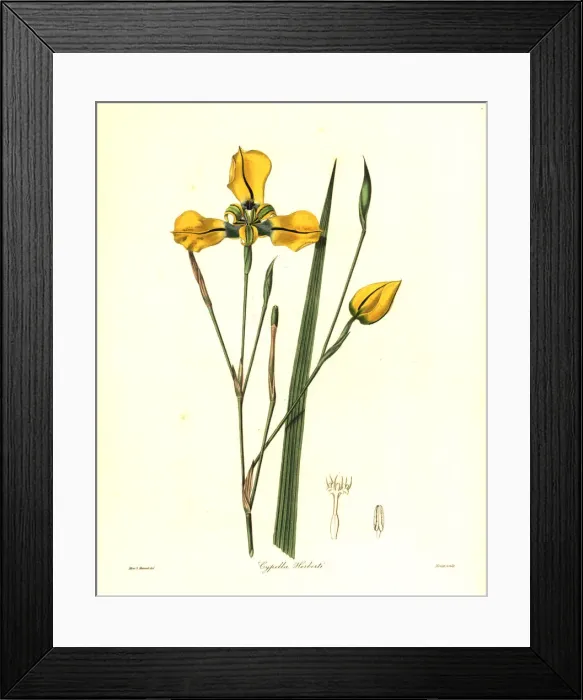 Framed Print : Mr Herberts cypella, Cypella herbertii Framed Print : Mr Herberts cypella, Cypella herbertii