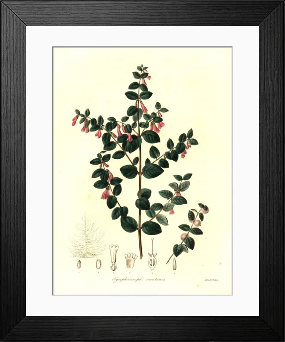 Framed Print : Pink snowberry, Symphoricarpos microphyllus Framed Print : Pink snowberry, Symphoricarpos microphyllus