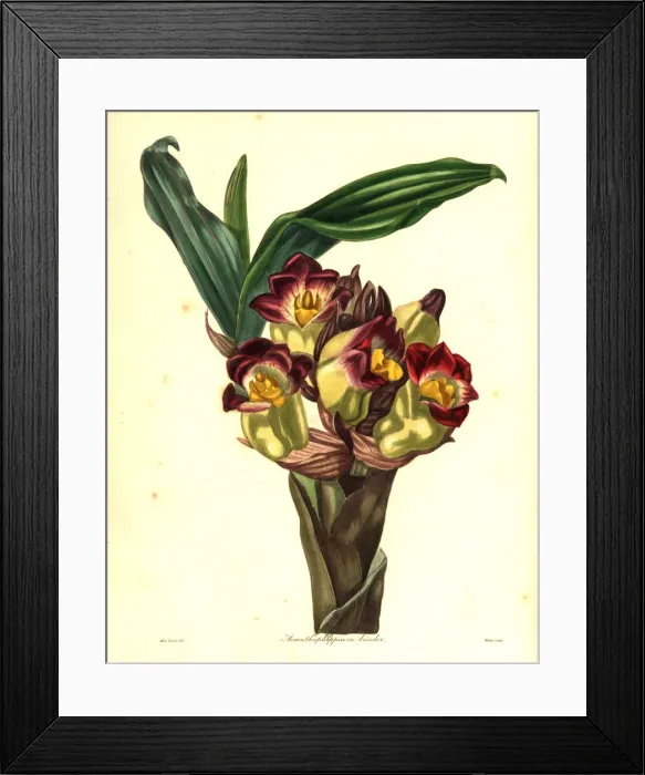 Framed Print : Two-coloured acanthephippium orchid, Acanthephippium bicolor Framed Print : Two-coloured acanthephippium orchid, Acanthephippium bicolor