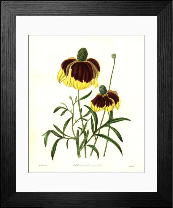 Framed Print : Drummonds rudbeckia, Rudbeckia drummondii Framed Print : Drummonds rudbeckia, Rudbeckia drummondii