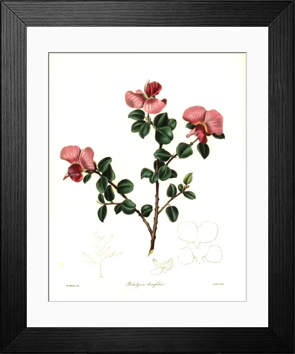 Framed Print : Podalyria glauca Framed Print : Podalyria glauca