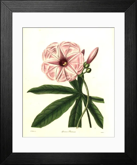 Framed Print : Plata ipomoea, Ipomoea platensis Framed Print : Plata ipomoea, Ipomoea platensis