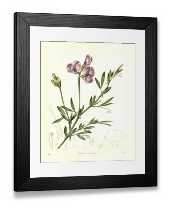 Framed Print : Cottony lathyrus, Lathyrus tomentosus Framed Print : Cottony lathyrus, Lathyrus tomentosus