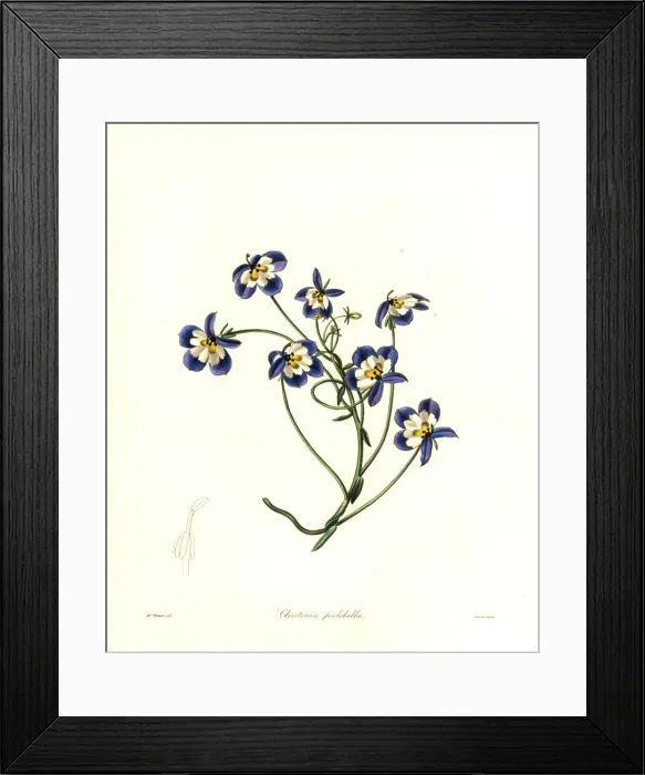 Framed Print : Flatface calicoflower, Downingia pulchella Framed Print : Flatface calicoflower, Downingia pulchella