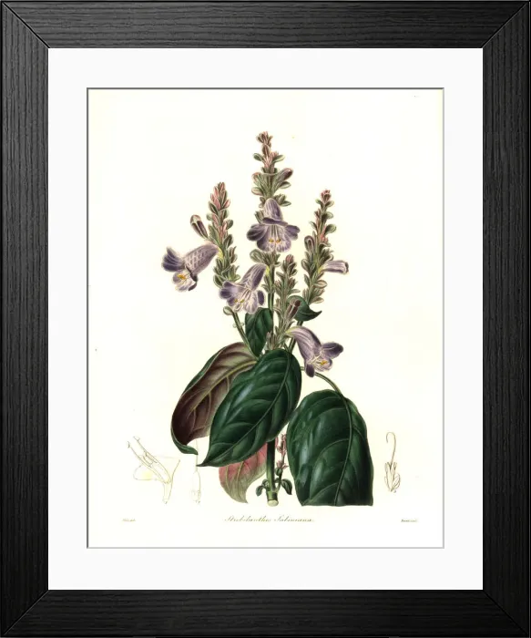 Framed Print : Mr. Sabines strobilanthes, Strobilanthes sabiniana Framed Print : Mr. Sabines strobilanthes, Strobilanthes sabiniana