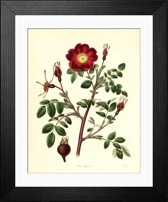 Framed Print : Alpine rose, Rosa pendulina Framed Print : Alpine rose, Rosa pendulina