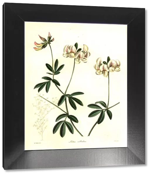 White-flowered lotus, Lotus albidus