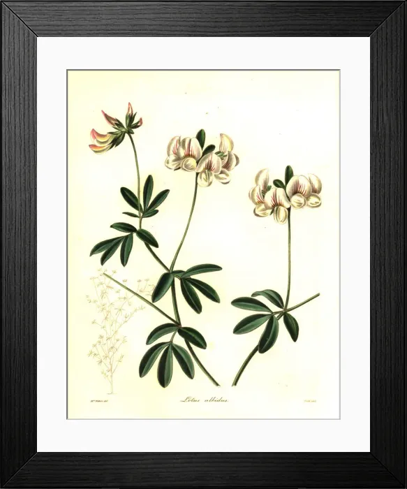 Framed Print : White-flowered lotus, Lotus albidus Framed Print : White-flowered lotus, Lotus albidus