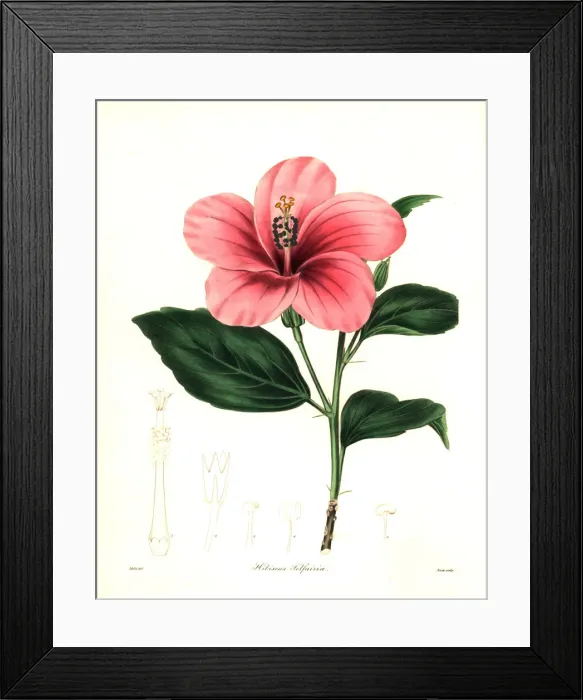 Framed Print : Mrs. Telfairs hibiscus, HIbiscus telfairiae Framed Print : Mrs. Telfairs hibiscus, HIbiscus telfairiae