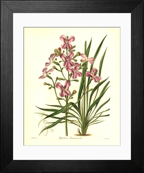 Framed Print : Stylidium affine Framed Print : Stylidium affine