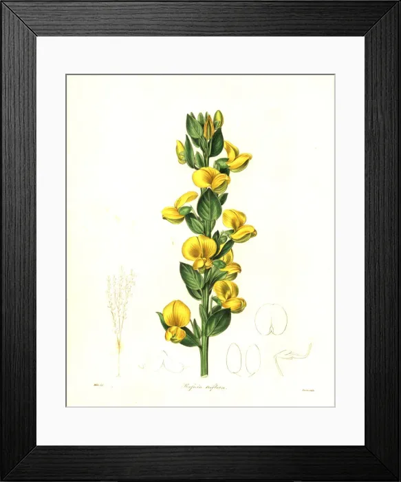Framed Print : Three-flowered rafnia, Rafnia triflora Framed Print : Three-flowered rafnia, Rafnia triflora
