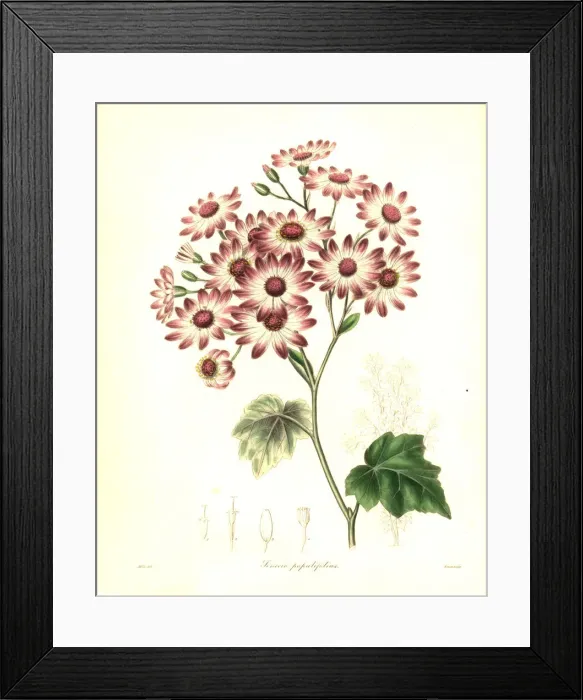 Framed Print : Senecio halimifolius Framed Print : Senecio halimifolius