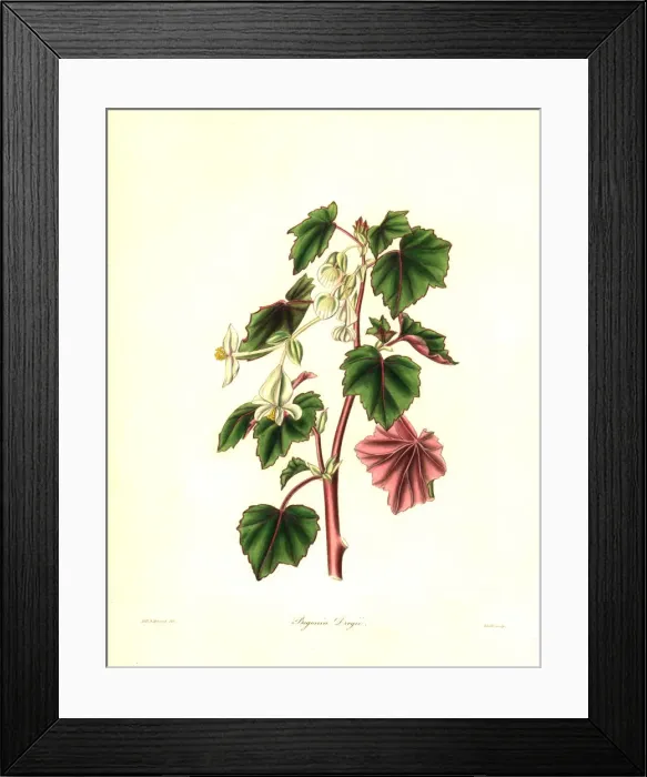 Framed Print : Dreges begonia, Begonia dregei Framed Print : Dreges begonia, Begonia dregei
