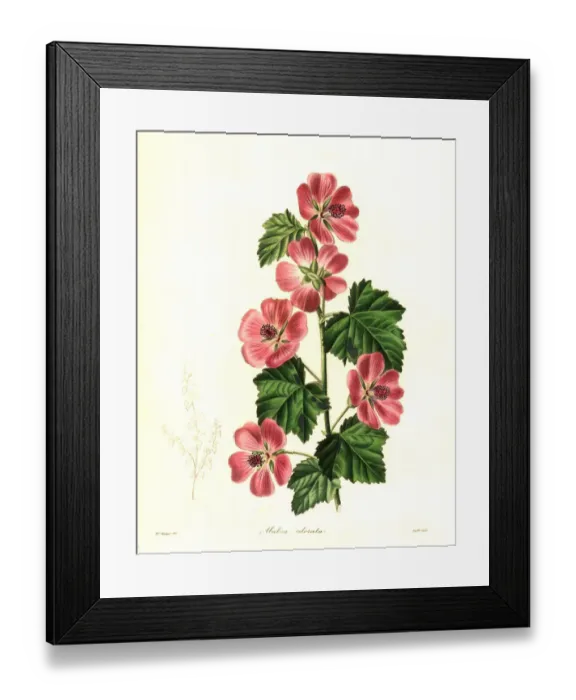 Framed Print : Sweet-scented mallow, Malva odorata Framed Print : Sweet-scented mallow, Malva odorata