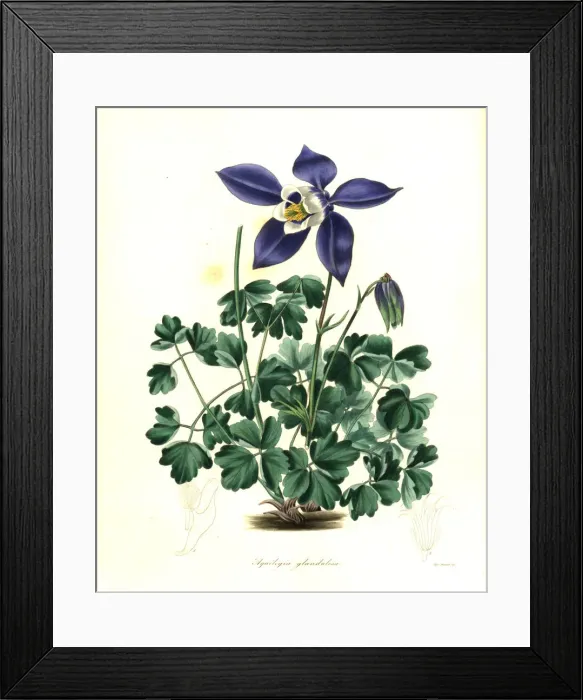 Framed Print : Glandular columbine, Aquilegia glandulosa Framed Print : Glandular columbine, Aquilegia glandulosa