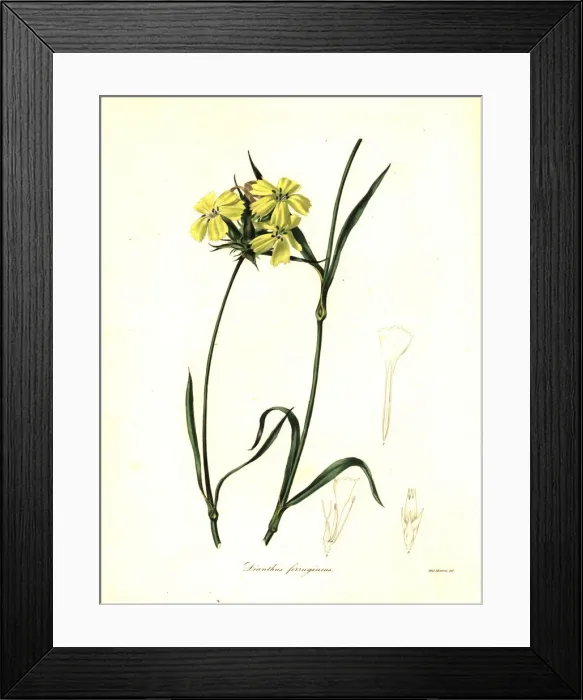 Framed Print : Rusty pink, Dianthus ferrugineus Framed Print : Rusty pink, Dianthus ferrugineus