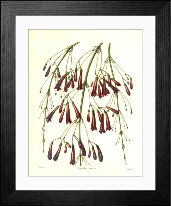 Framed Print : Fountainbush, Russelia equisetiformis Framed Print : Fountainbush, Russelia equisetiformis