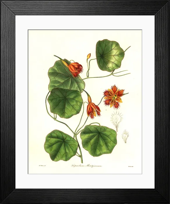 Framed Print : Moritz Indian cress, Tropaeolum moritzianum Framed Print : Moritz Indian cress, Tropaeolum moritzianum