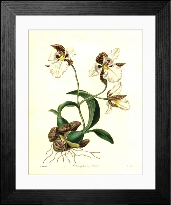 Framed Print : Ross rhynchostele orchid, Rhynchostele rossii Framed Print : Ross rhynchostele orchid, Rhynchostele rossii