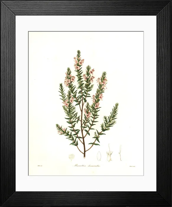 Framed Print : Cross-leaved marcetia, Marcetia decussata Framed Print : Cross-leaved marcetia, Marcetia decussata