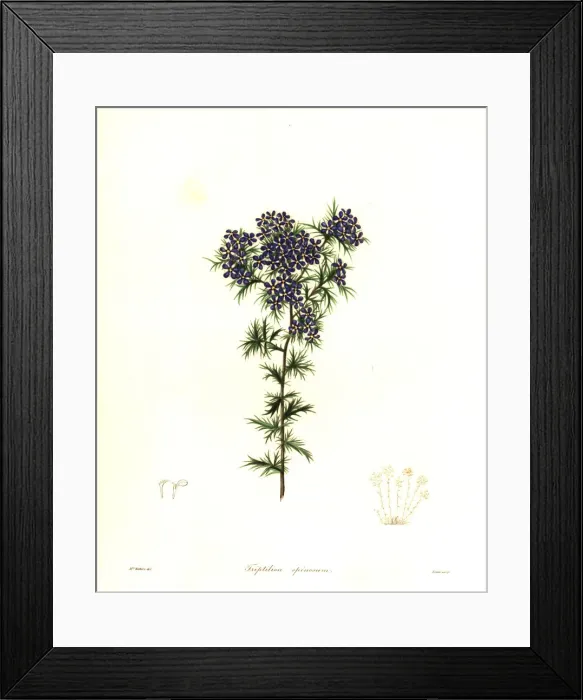 Framed Print : Spiny triptilion, Triptilion spinosum Framed Print : Spiny triptilion, Triptilion spinosum