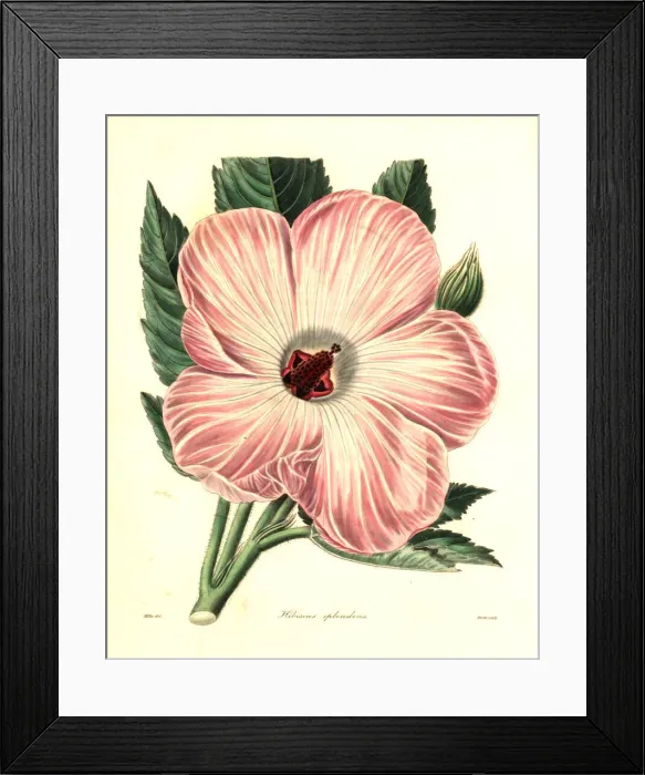 Framed Print : Splendid hibiscus, Hibiscus splendens Framed Print : Splendid hibiscus, Hibiscus splendens