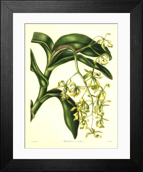 Framed Print : Nodding epidendrum orchid, Epidendrum nutans Framed Print : Nodding epidendrum orchid, Epidendrum nutans