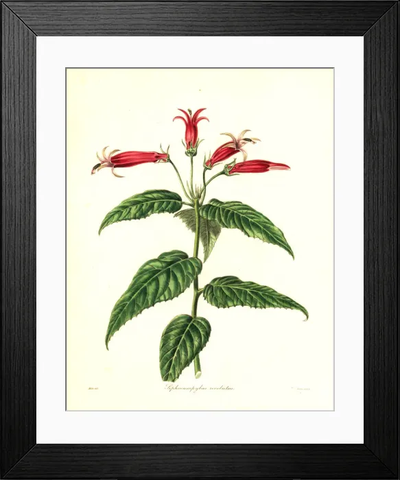 Framed Print : Siphocampylus reticulatus Framed Print : Siphocampylus reticulatus