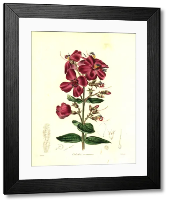 Framed Print : Heterotis canescens Framed Print : Heterotis canescens