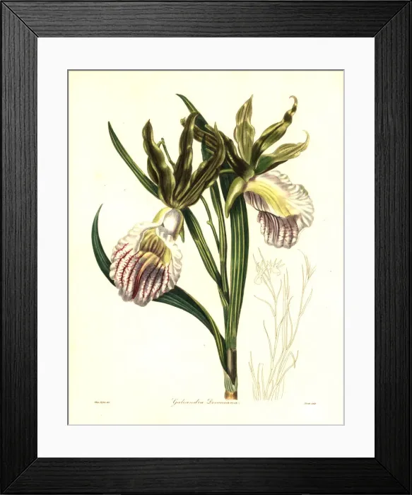 Framed Print : Duke of Devonshires galeandra orchid, Galeandra devoniana Framed Print : Duke of Devonshires galeandra orchid, Galeandra devoniana
