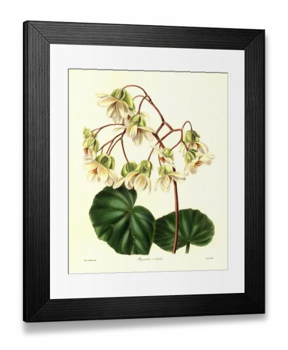 Framed Print : Begonia minor Framed Print : Begonia minor