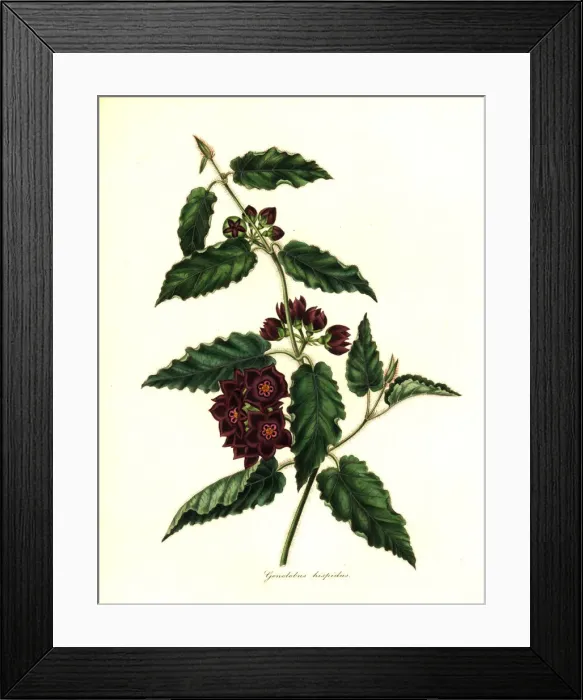 Framed Print : Hispid gonolobus, Gonolobus hispidus Framed Print : Hispid gonolobus, Gonolobus hispidus