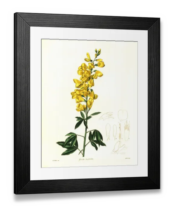 Framed Print : Racemose genista, Genista bracteolata Framed Print : Racemose genista, Genista bracteolata