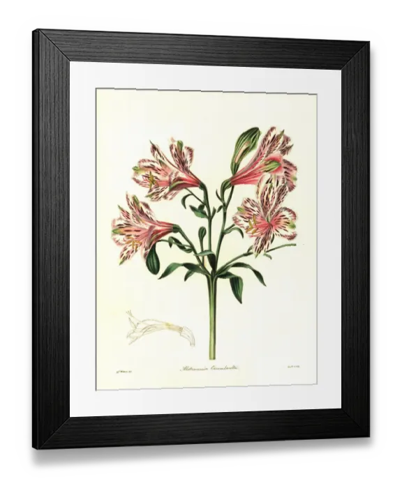 Framed Print : Errembaults hybrid alstroemeria, Alstroemeria Framed Print : Errembaults hybrid alstroemeria, Alstroemeria