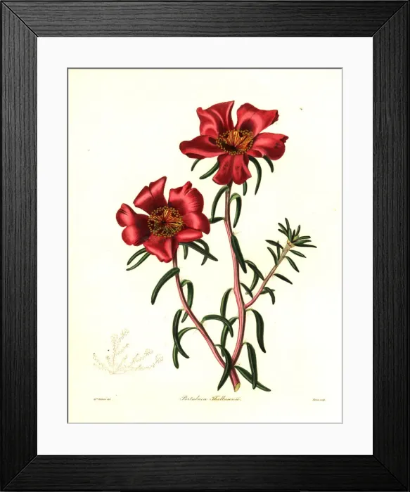 Framed Print : Thellusons portulaca, Portulaca thellusonii Framed Print : Thellusons portulaca, Portulaca thellusonii