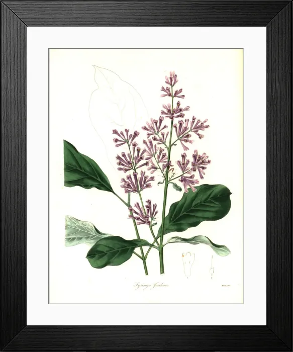 Framed Print : Lady Josikas lilac, Syringa josikaea Framed Print : Lady Josikas lilac, Syringa josikaea