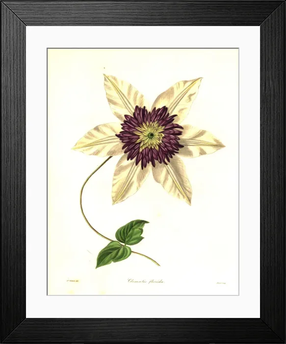 Framed Print : Siebolds clematis, Clematis florida Framed Print : Siebolds clematis, Clematis florida