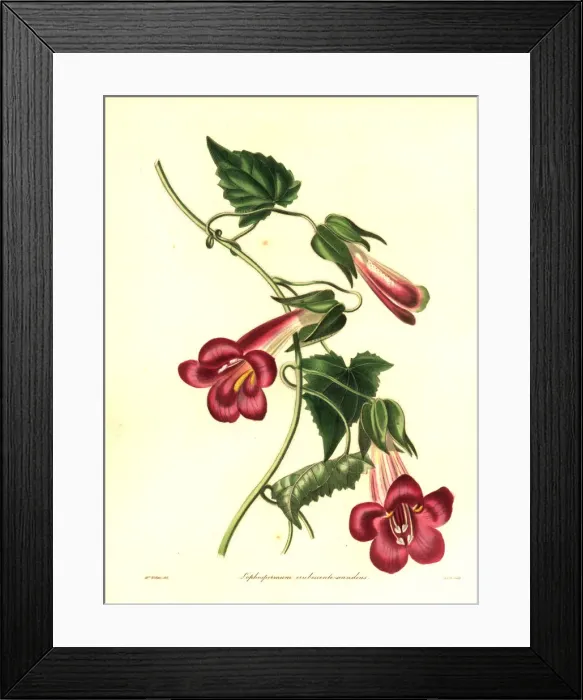 Framed Print : Hybrid climbing lophospermum, Lophospermum Framed Print : Hybrid climbing lophospermum, Lophospermum