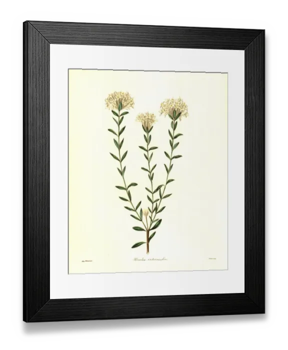 Framed Print : Rice flower, Calyptrostegia intermedia Framed Print : Rice flower, Calyptrostegia intermedia