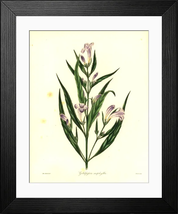Framed Print : Strobilanthes persicifolia Framed Print : Strobilanthes persicifolia
