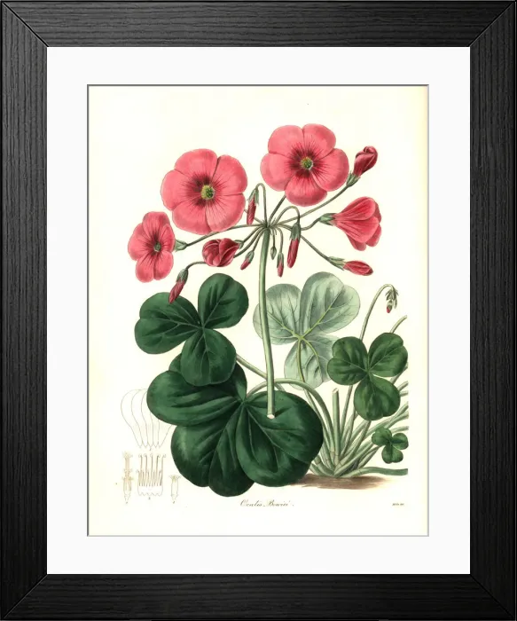 Framed Print : Bowies oxalis, Oxalis bowiei Framed Print : Bowies oxalis, Oxalis bowiei
