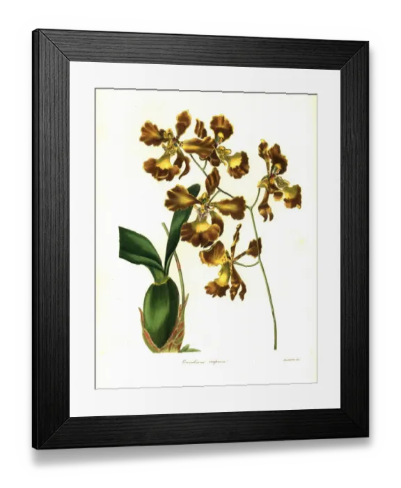 Framed Print : Crisped-flowered oncidium, Oncidium crispum Framed Print : Crisped-flowered oncidium, Oncidium crispum