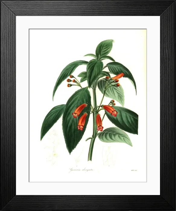 Framed Print : Elongated gesneria, Gesneria elongata Framed Print : Elongated gesneria, Gesneria elongata