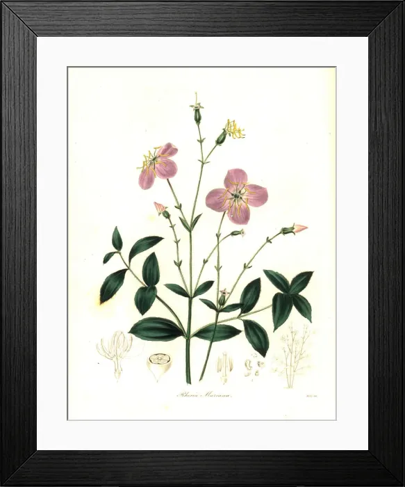 Framed Print : Maryland rhexia, Rhexia mariana Framed Print : Maryland rhexia, Rhexia mariana