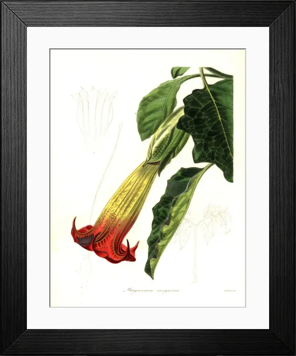 Framed Print : Blood-coloured brugmansia, Brugmansia sanguinea Framed Print : Blood-coloured brugmansia, Brugmansia sanguinea