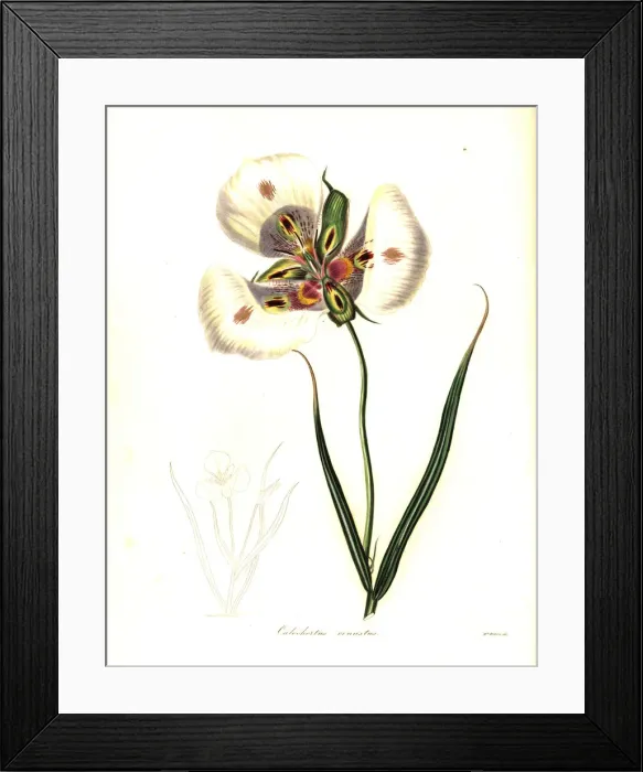 Framed Print : Butterfly mariposa lily or craceful calochortus Framed Print : Butterfly mariposa lily or craceful calochortus