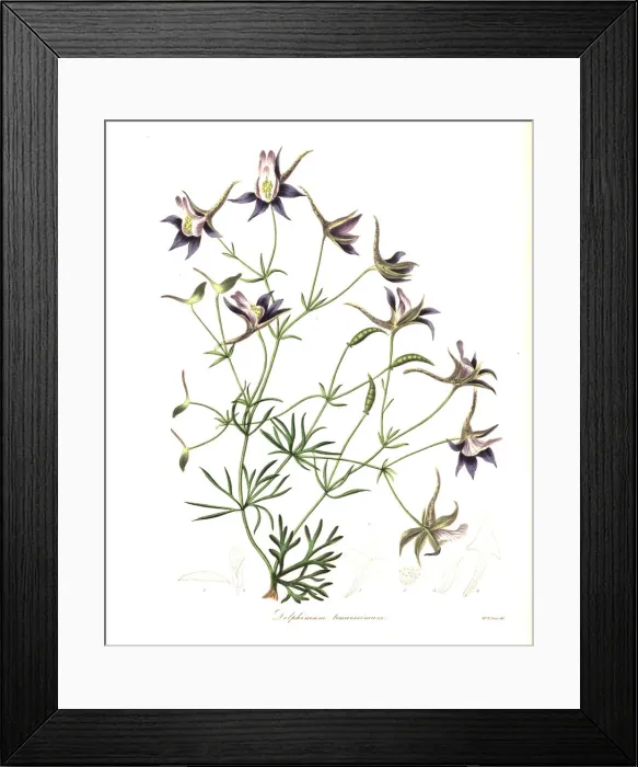 Framed Print : Long knight s-spur, Consolida tenuissima