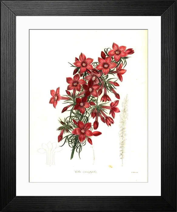 Framed Print : Raven-footed gilia, Gilia coronopifolia Framed Print : Raven-footed gilia, Gilia coronopifolia