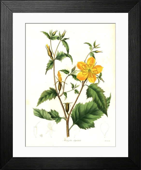Framed Print : Blazing star, Mentzelia aspera Framed Print : Blazing star, Mentzelia aspera